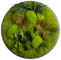 Ein Dschungel-Bild mit Pflanzen und Moos